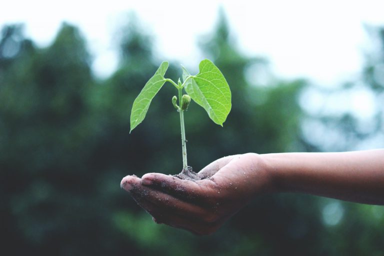 A person holding a plant in their hand